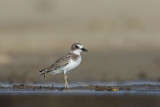 Wilsons Plover