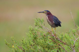 Green Heron