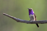 Lucifer Hummingbird