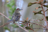 Chotoy Spinetail