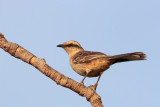 Chalk-browed Mockingbird