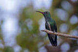 Glittering-throated Emerald