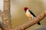 Yellow-billed Cardinal