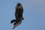 Lesser yellow-headed Vulture
