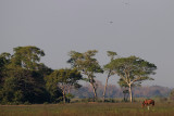 Pantanal Scene