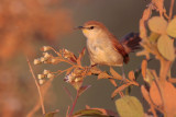 Yellow-chinned Spinetail