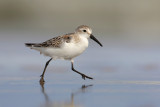 Western Sandpiper