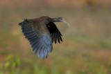Green Ibis