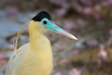 Capped Heron