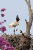 Jabiru