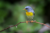 Northern Parula