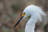 Snowy Egret