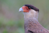 Southern Caracara