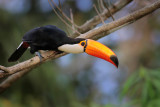 Toco Toucan