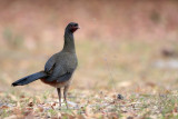 Chaco Chachalaca