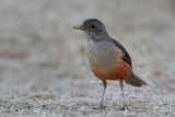 Rufous-bellied Thrush