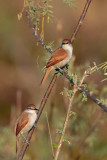 Yellow-chinned Spinetail