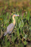 Whistling Heron