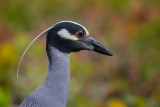 Yellow-crowned Night-Heron