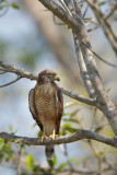 Roadside Hawk