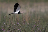 Southern Lapwing