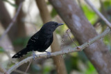 Mato Grosso Antbird