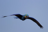 Hyacinth Macaw