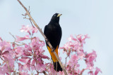 Yellow-rumped Cacique