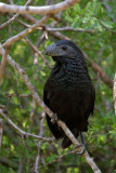 Groove-billed Ani