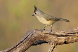 Black-crested Titmouse