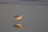 Snowy Plover