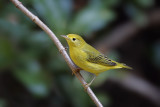 Yellow Warbler