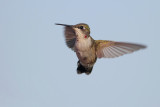 Ruby-throated Hummingbird