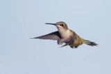 Ruby-throated Hummingbird