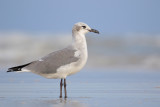 Laughing Gull
