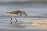 Western Sandpiper