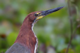Rufescent Tiger-Heron