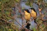 Black-capped Donacobius