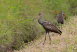 Limpkin