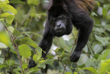 Mantled Howler