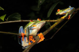 Red-eyed Tree Frog