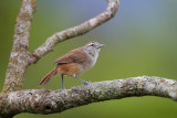 Cabanis's Wren