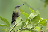 Scaly-breasted Hummingbird