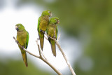 Olive-throated Parakeet