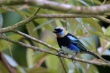 Golden-hooded Tanager