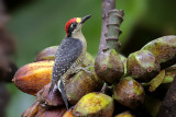 Black-cheeked Woodpecker