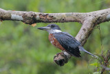Ringed Kingfisher