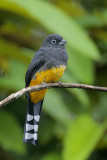 Black-headed Trogon