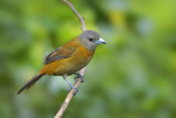 Passerini's Tanager (female)