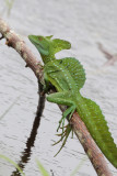 Green Basilisk